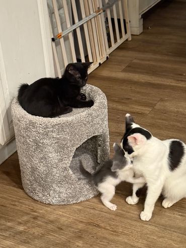 Three cats interacting near a cat condo on a wooden floor.