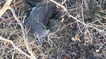 A deer lying on the ground surrounded by leafless branches.