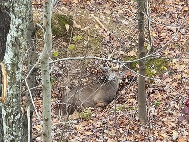 A deer resting quietly among trees and fallen leaves in the forest.