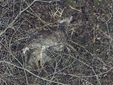 A deer lying motionless on the forest floor among dry branches.