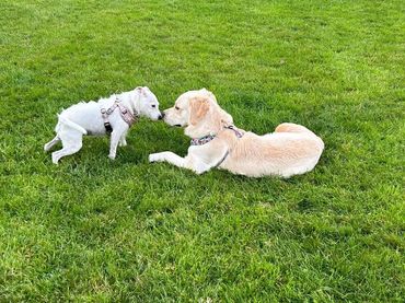 For dogs 9 months and above, please message to book before arrival as places are limited.
Please no