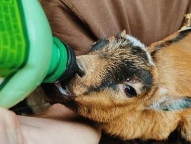 A baby goat drinking milk from a bottle held by a person.