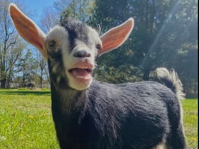 A happy baby goat standing on grass with trees in the background.