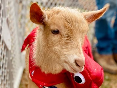 A goat wearing a red costume with googly eyes.