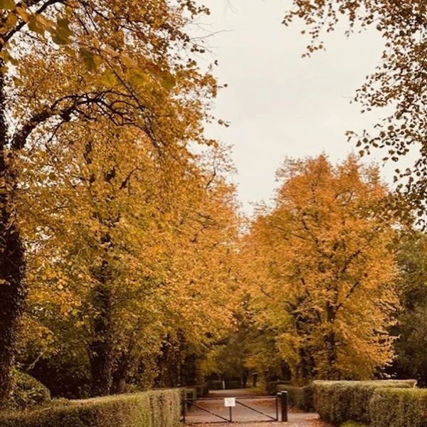 Autumn trees with golden leaves along a pathway.