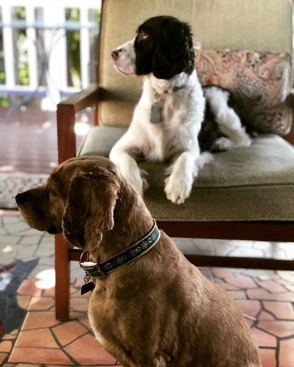 Cooper and Fiona the house pups