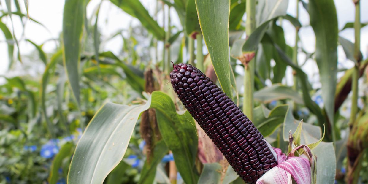 Close-up of deep purple corn on the cob growing in a green field.