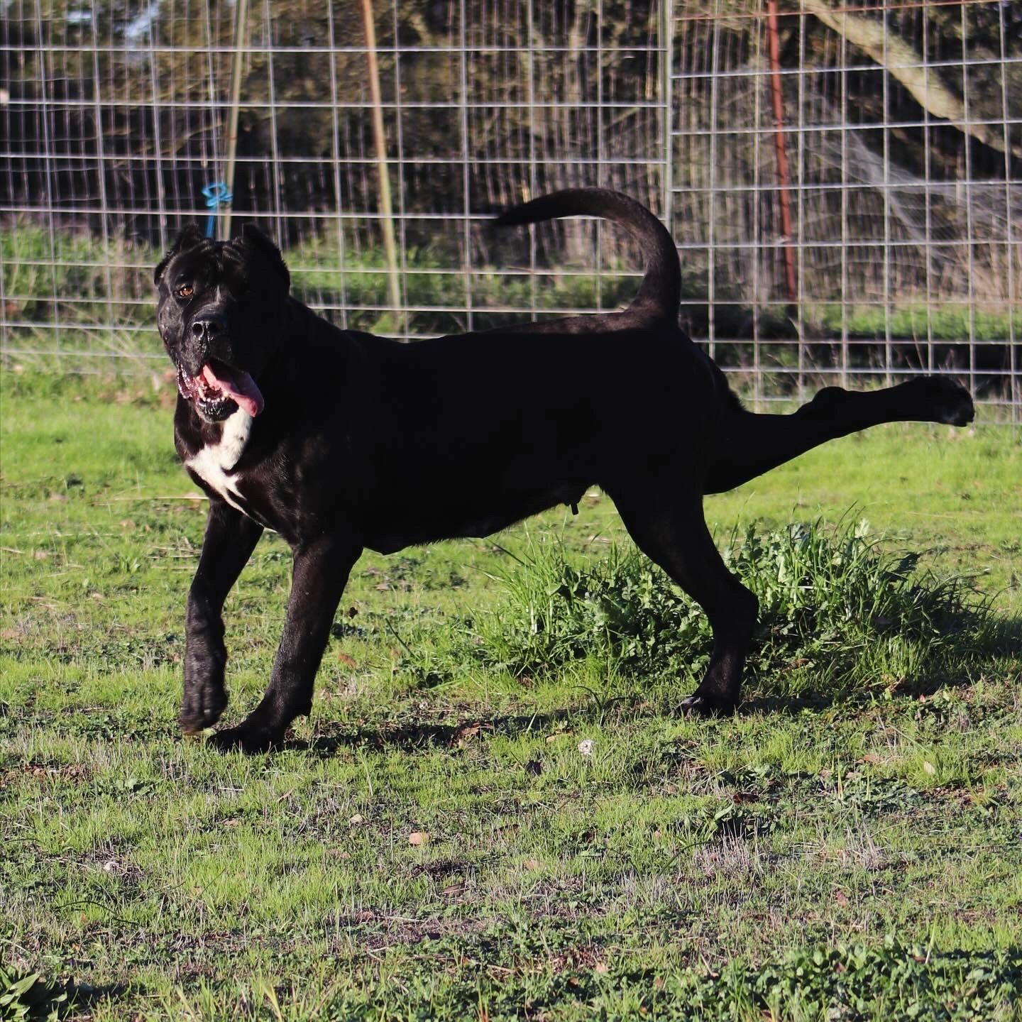 Duma (Cane Corso)