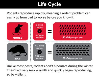 24 Hour Emergency Rodent Proofing  & Exterminating Near Me