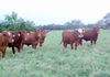 A Lovely Group Of Senepol/ Red Angus Cattle Enjoying the benefits of Established Pasture.