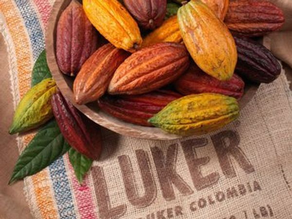 Casa Luker Cacao Colombia cocoa pods