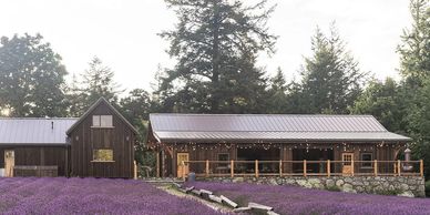 A lavender field from Bilston Creek Farm