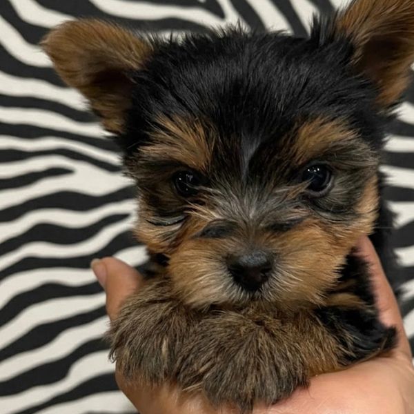 Close-up of a tiny, fluffy puppy with dark eyes against a zebra-striped background.