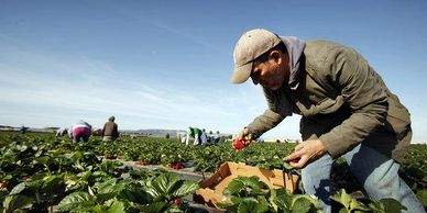 Agricultural Jobs, Laborers, H-2A