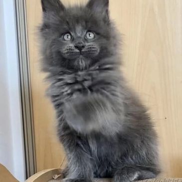 Fluffy gray kitten with bright eyes and raised paw.