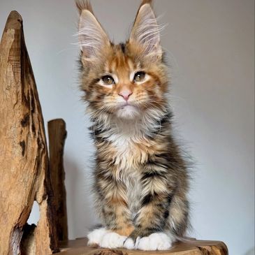 Fluffy Maine Coon kitten with large ears sitting on a wooden chair.