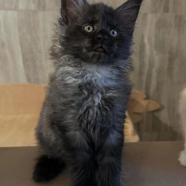 Fluffy black kitten with striking eyes sits attentively.