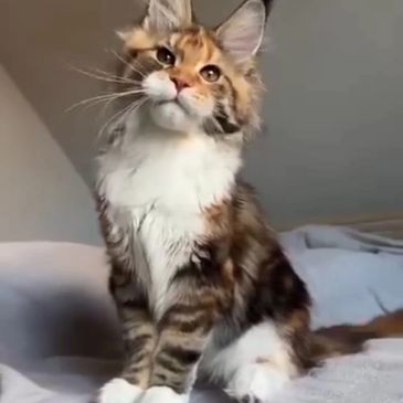 A fluffy Maine Coon kitten sitting on a bed.