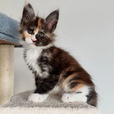 Fluffy calico kitten sitting on a cat tree platform, looking curious.