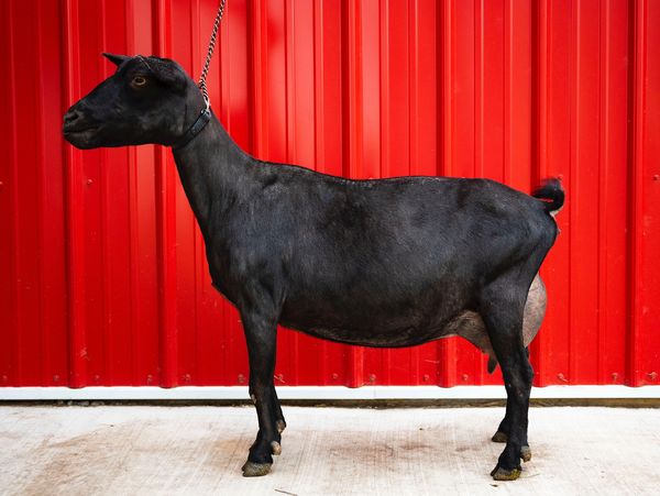 A black dairy goat standing beside a red wall.