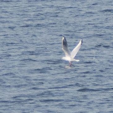 A seagull with wings spread flying over the ocean water.