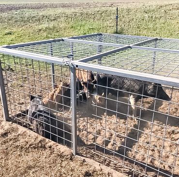 Pig traps, trapping, vertebrate pest control, feral pig control, live animal trapping,