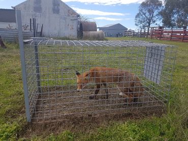 Fox trap, fox control, trapping, live animal trapping, vertebrate pest control
