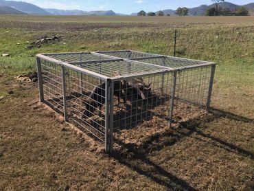 Pig traps, trapping, vertebrate pest control, feral pig control, live animal trapping,