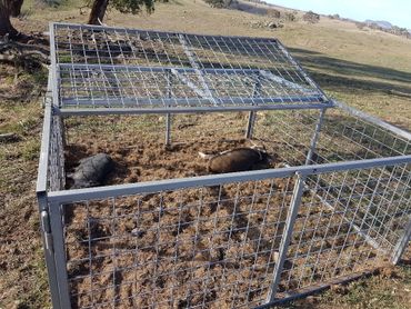 Pig traps, trapping, vertebrate pest control, feral pig control, live animal trapping,