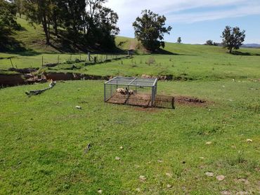 Pig traps, trapping, vertebrate pest control, feral pig control, live animal trapping,