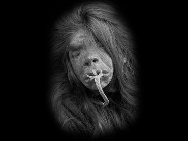 Long haired shrunken head that looks like steven tyler from aerosmith.