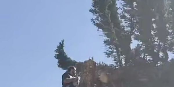 A man chainsawing a large tree outdoors on a clear day.