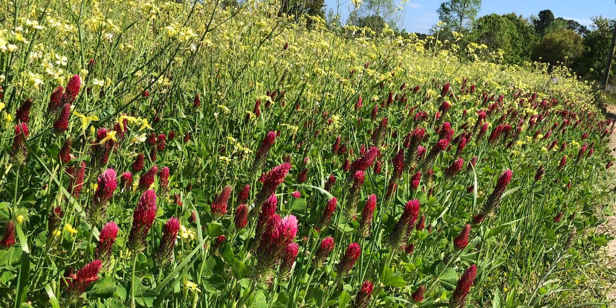 A Pollinator boarder of Crimson Clover and Wild Mustard blooms beside a farm road. 