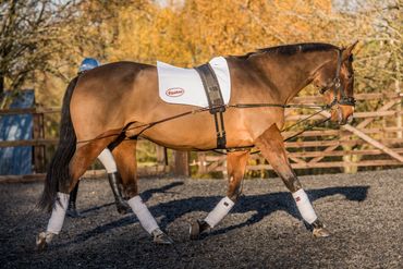 A brown horse in white leg wraps is being trained in an outdoor arena with autumn trees in the background.