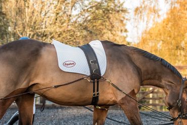 A brown horse with white leg wraps and training gear walks in an outdoor arena.