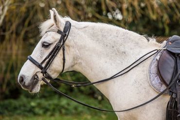 Profile of a white horse wearing a bridle and saddle outdoors.