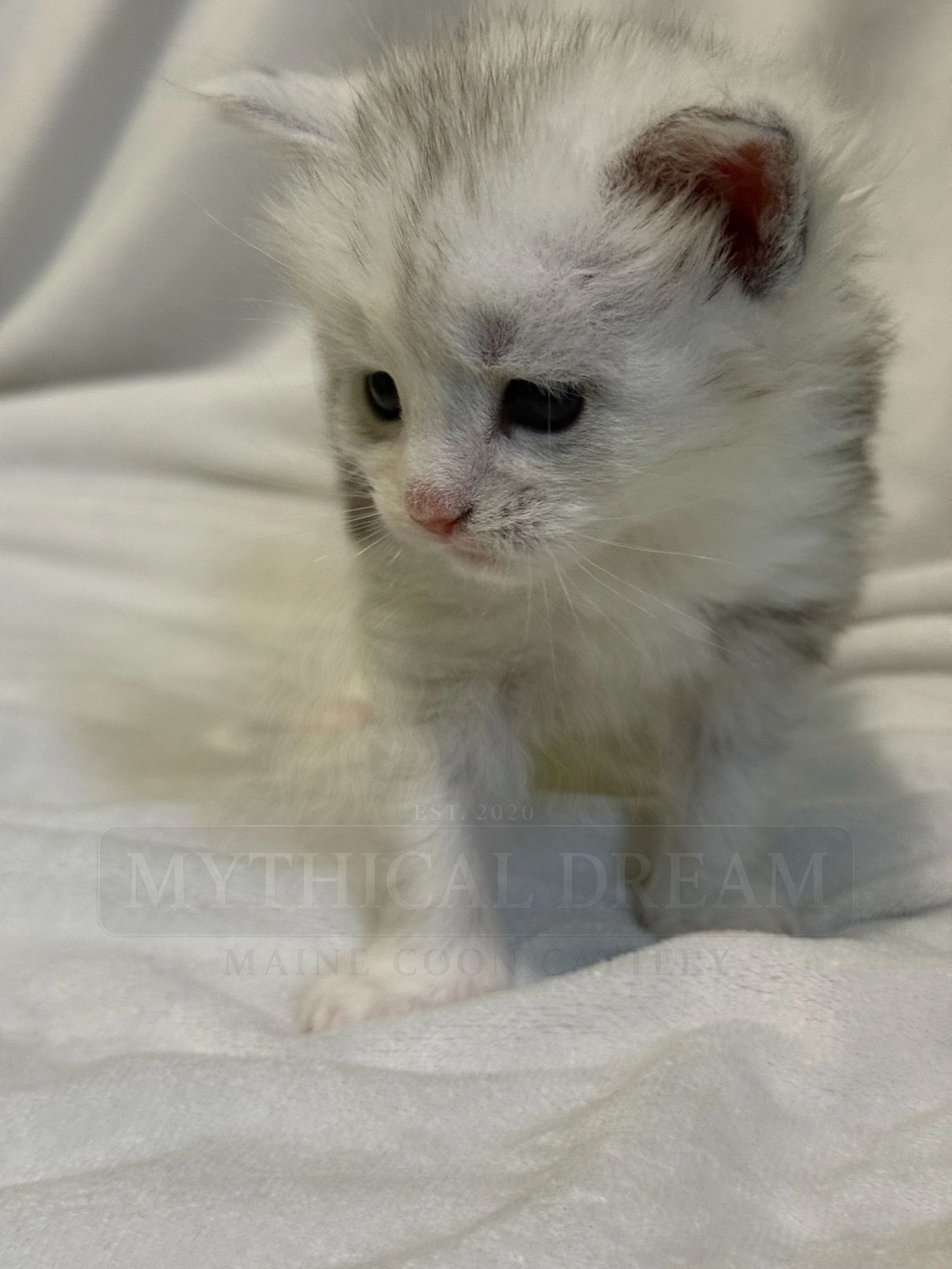 Adorable fluffy kitten on a soft white blanket.