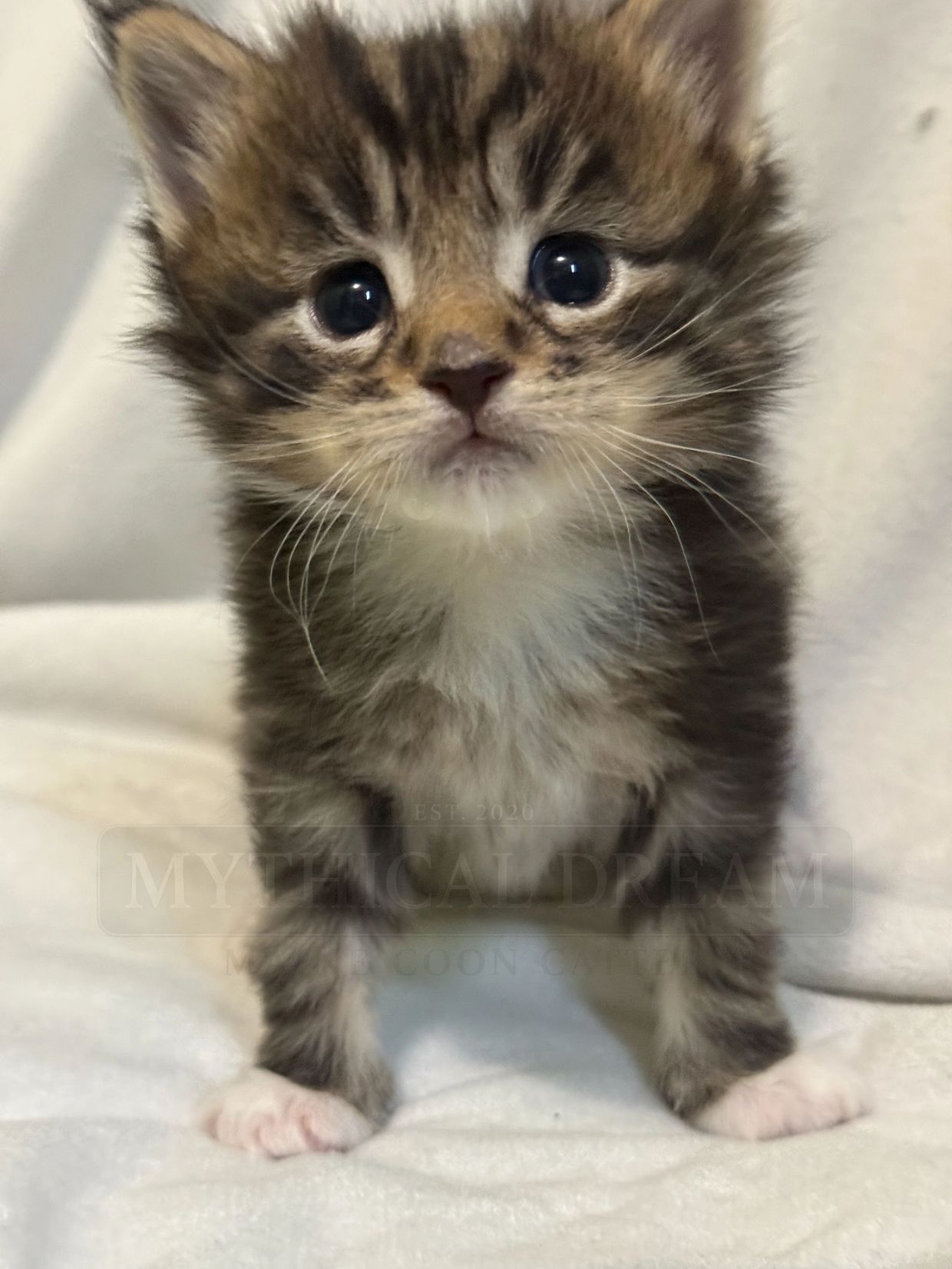 Cute tabby kitten with big eyes.