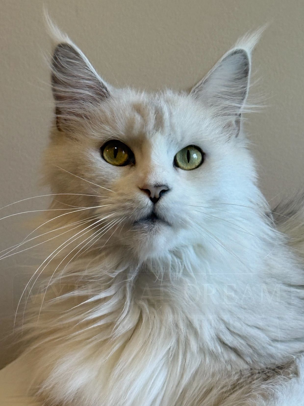 White cat with heterochromatic eyes.