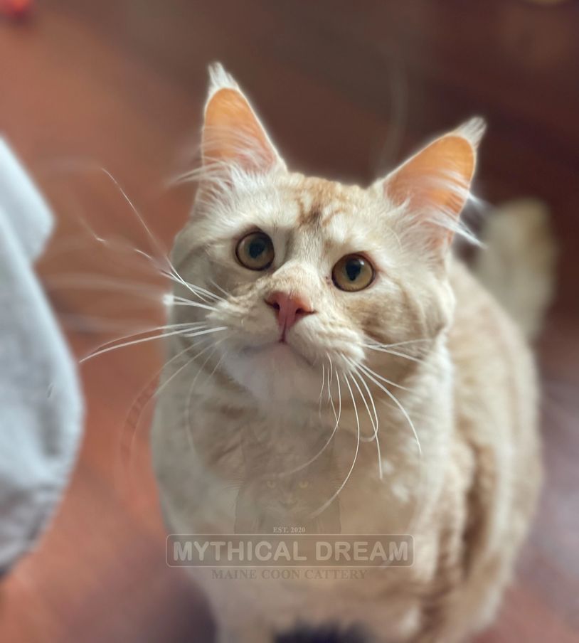 Close-up of a light orange Maine Coon cat with expressive eyes.