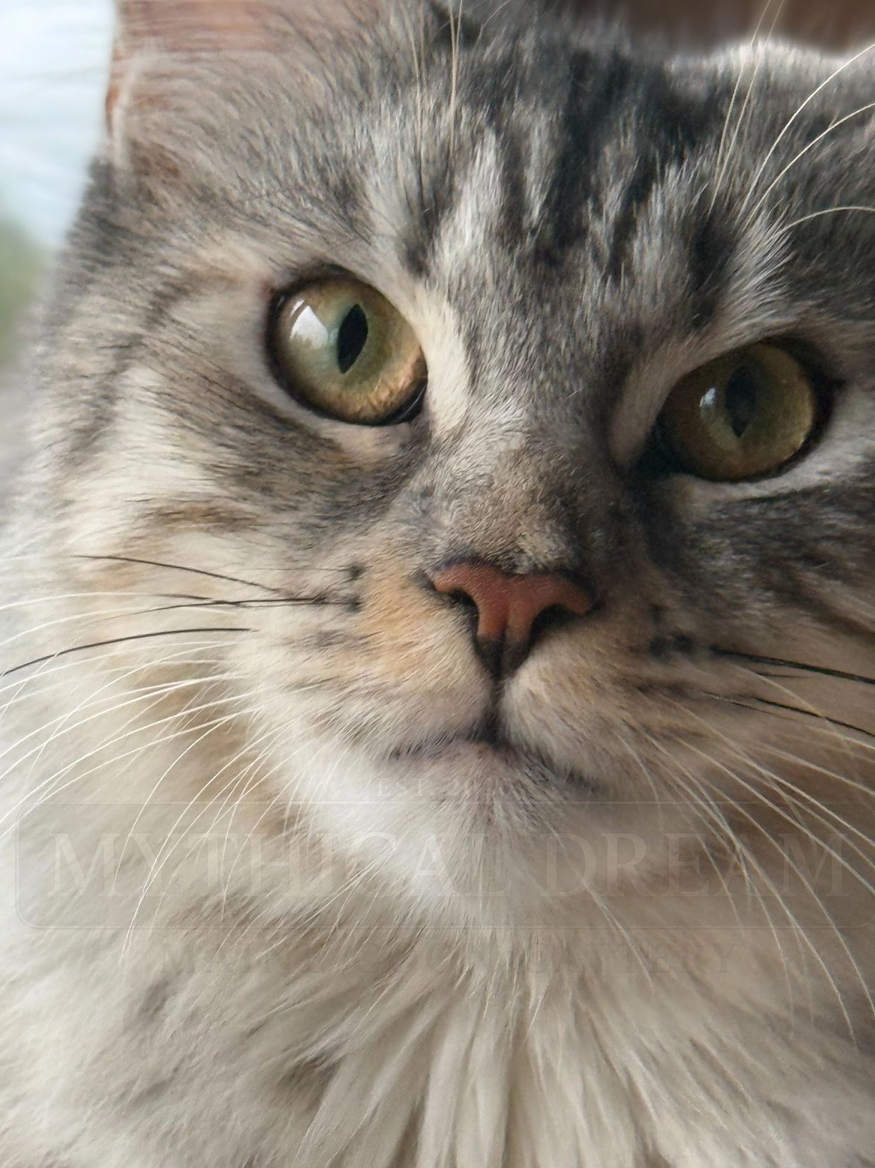 Close-up of a cat's face with green eyes.
