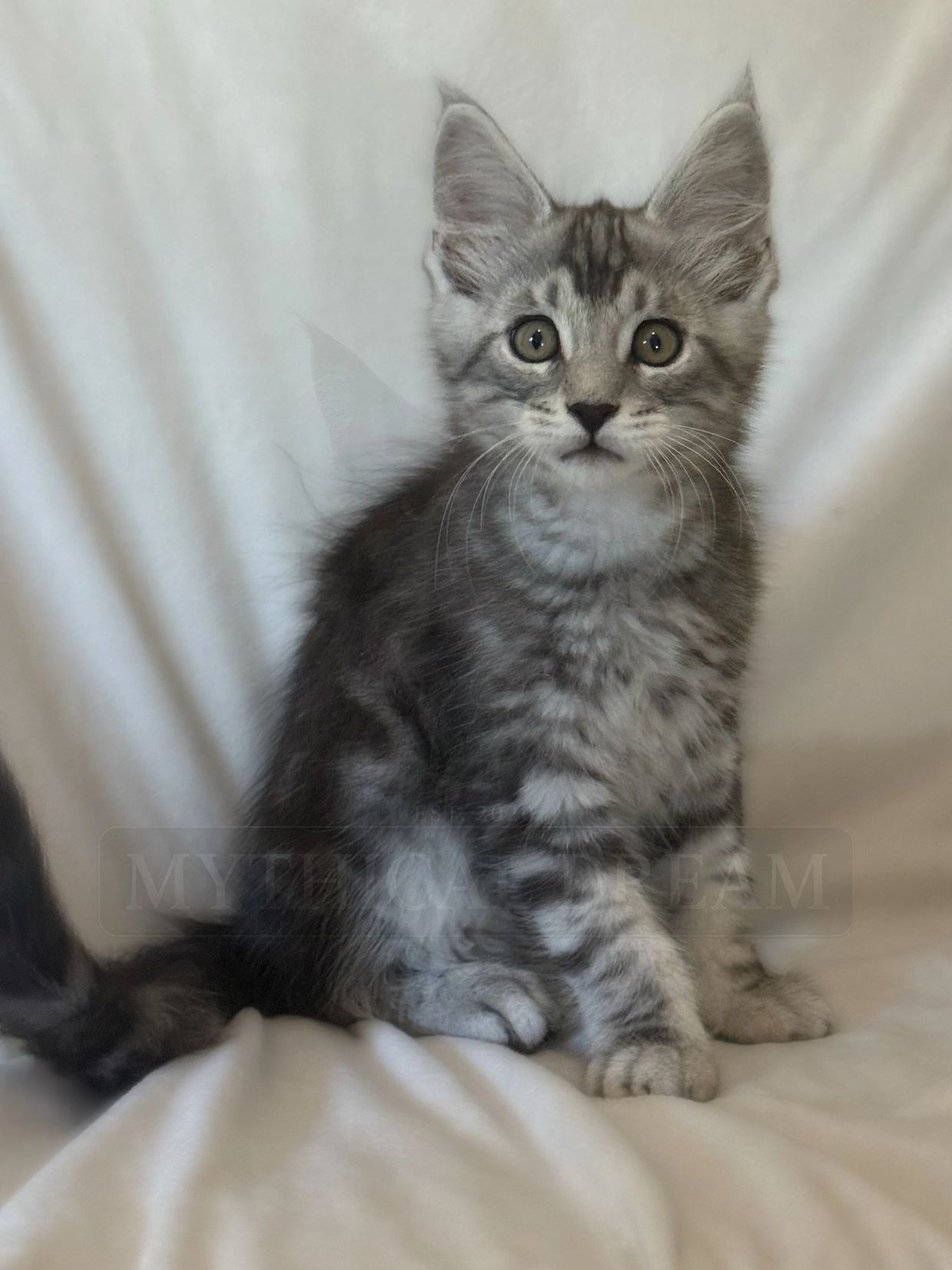 Gray tabby kitten sitting on a white blanket.