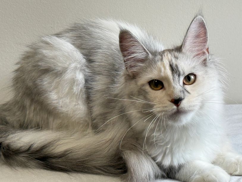 Fluffy silver and white cat with striking amber eyes resting.