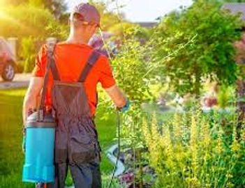 Person spraying plants in a garden with sunlight.