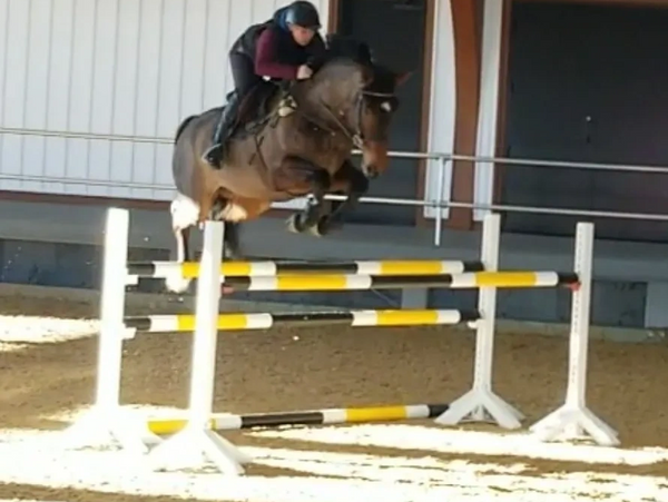 Tina Schooling her mare at 7 years old