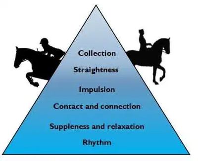 Classic Training Scale for Dressage and Jumping