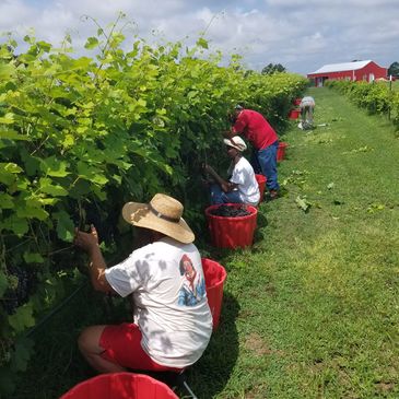 Harvesting grapes for wine at South ridge winery in Luverne Alabama,