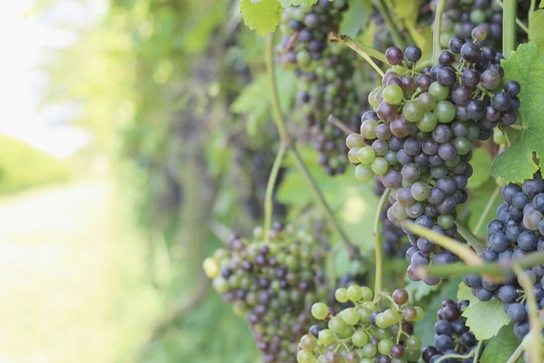wine , south ridge wine, southridgewine, pippin family vineyard and winery, wine, alabama winery
