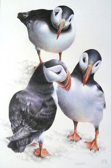 Realistic coloured pencil drawing of three puffins Fratercula arctica by Miranda Whitten-Walker