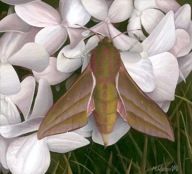 Gouache painting of an elephant hawk moth Deilephila elpenor on pale flower petals